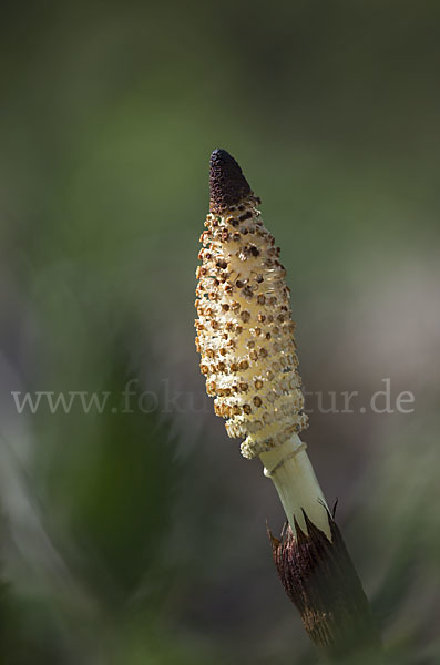 Riesen-Schachtelhalm (Equisetum telmateia)