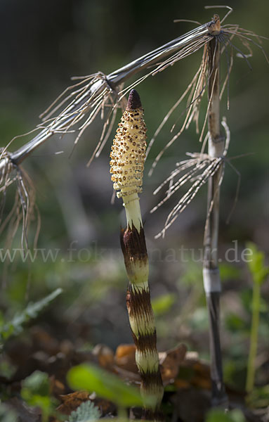 Riesen-Schachtelhalm (Equisetum telmateia)