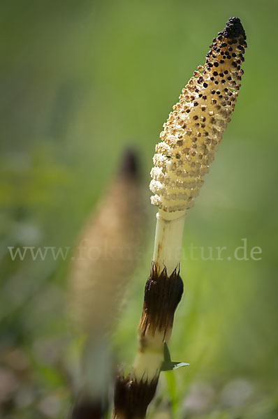 Riesen-Schachtelhalm (Equisetum telmateia)