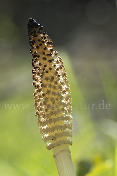 Riesen-Schachtelhalm (Equisetum telmateia)