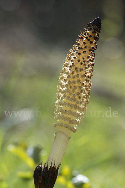 Riesen-Schachtelhalm (Equisetum telmateia)