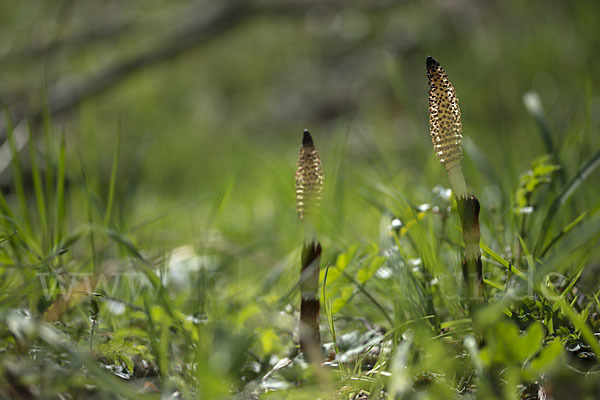 Riesen-Schachtelhalm (Equisetum telmateia)