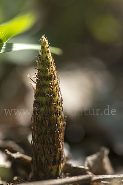 Riesen-Schachtelhalm (Equisetum telmateia)