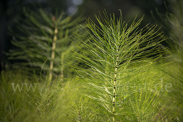 Riesen-Schachtelhalm (Equisetum telmateia)