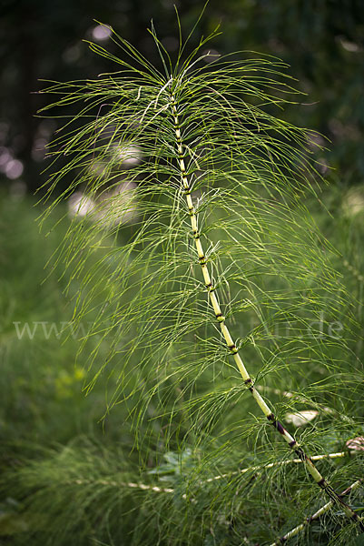 Riesen-Schachtelhalm (Equisetum telmateia)