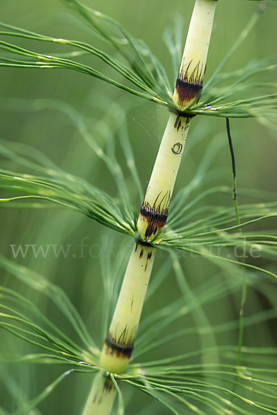 Riesen-Schachtelhalm (Equisetum telmateia)