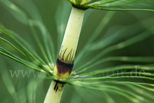 Riesen-Schachtelhalm (Equisetum telmateia)