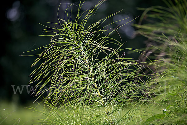 Riesen-Schachtelhalm (Equisetum telmateia)