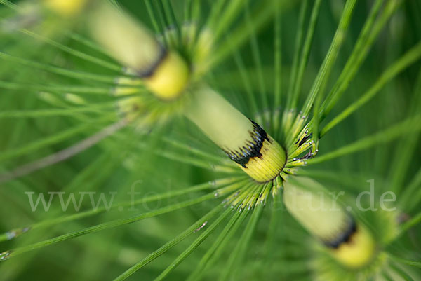 Riesen-Schachtelhalm (Equisetum telmateia)