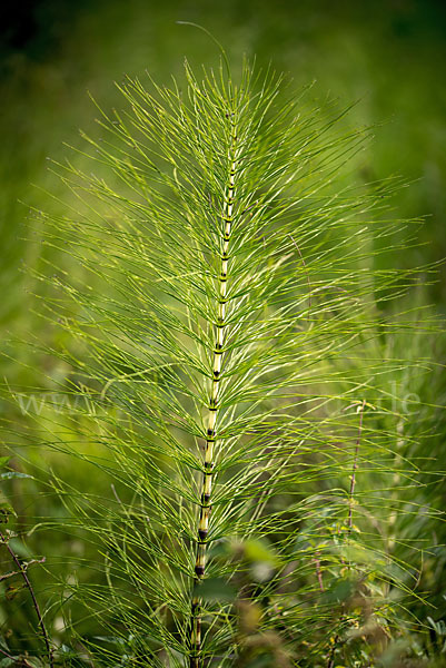 Riesen-Schachtelhalm (Equisetum telmateia)