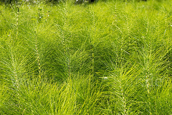 Riesen-Schachtelhalm (Equisetum telmateia)