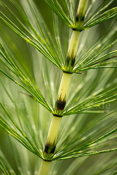 Riesen-Schachtelhalm (Equisetum telmateia)