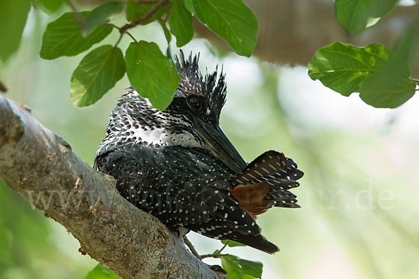 Riesenfischer (Megaceryle maxima)