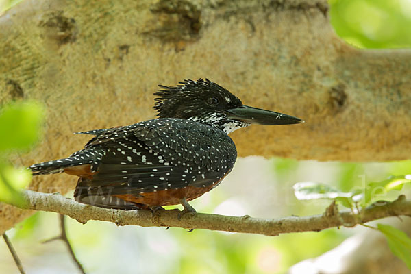 Riesenfischer (Megaceryle maxima)