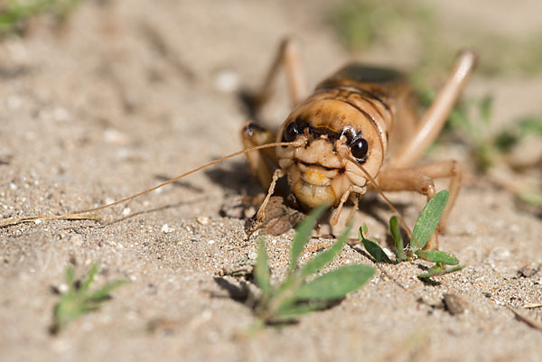 Riesengrille (Brachytrupes megacephalus)