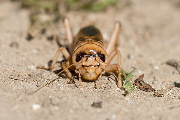 Riesengrille (Brachytrupes megacephalus)