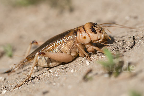 Riesengrille (Brachytrupes megacephalus)