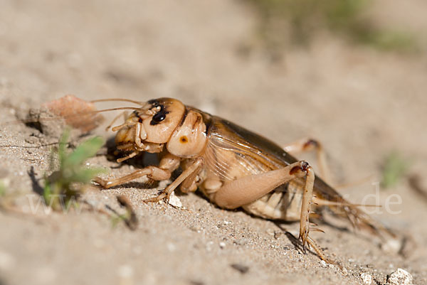 Riesengrille (Brachytrupes megacephalus)