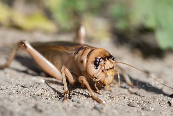 Riesengrille (Brachytrupes megacephalus)