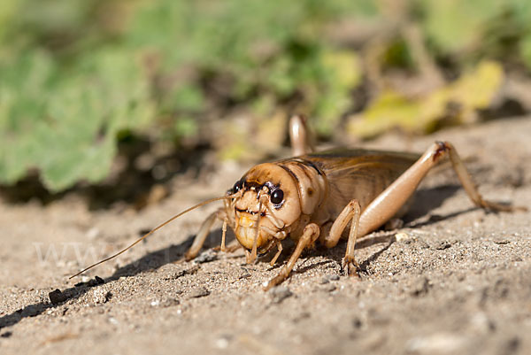 Riesengrille (Brachytrupes megacephalus)