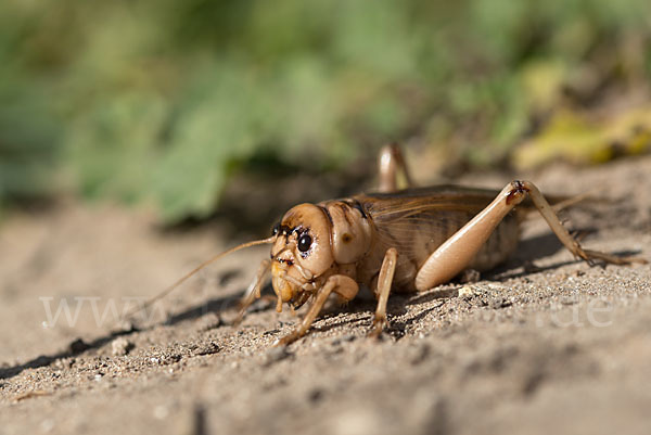 Riesengrille (Brachytrupes megacephalus)