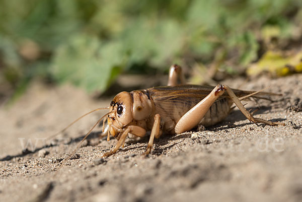 Riesengrille (Brachytrupes megacephalus)