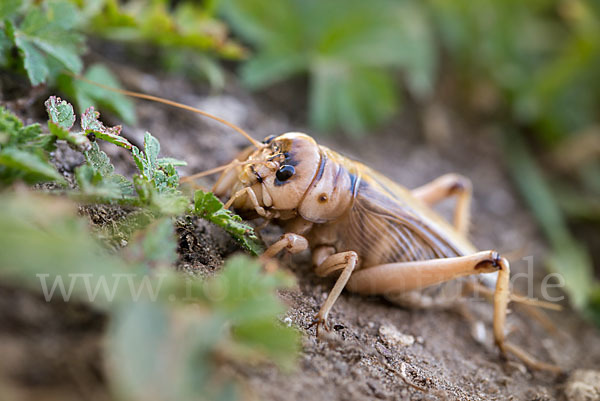 Riesengrille (Brachytrupes megacephalus)