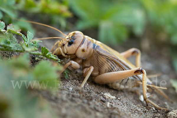 Riesengrille (Brachytrupes megacephalus)