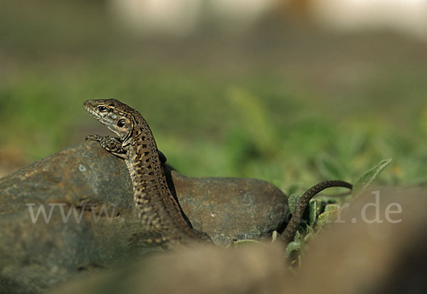 Riesenkanareneidechse (Gallotia stehlini)