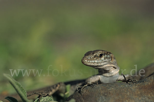 Riesenkanareneidechse (Gallotia stehlini)