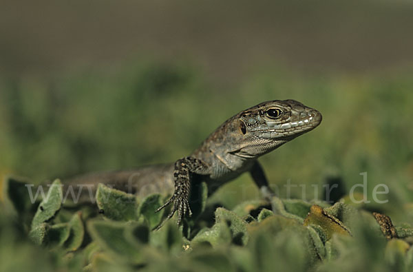 Riesenkanareneidechse (Gallotia stehlini)