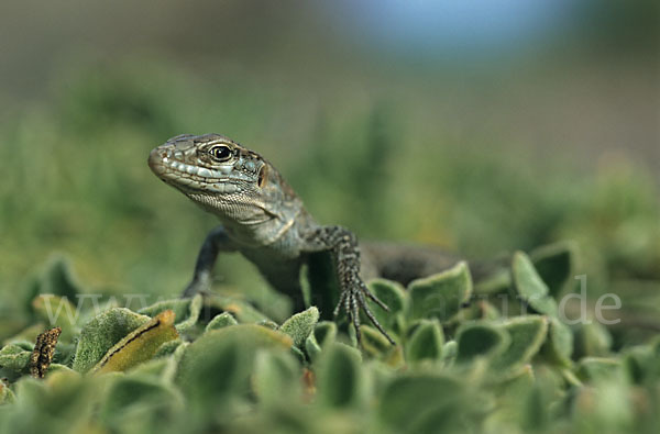 Riesenkanareneidechse (Gallotia stehlini)