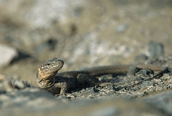 Riesenkanareneidechse (Gallotia stehlini)