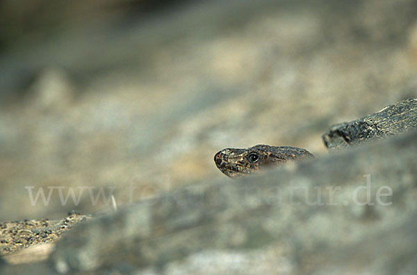 Riesenkanareneidechse (Gallotia stehlini)