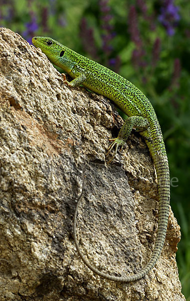 Riesensmaragdeidechse (Lacerta trilineata)