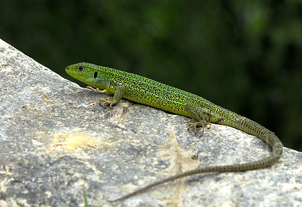 Riesensmaragdeidechse (Lacerta trilineata)