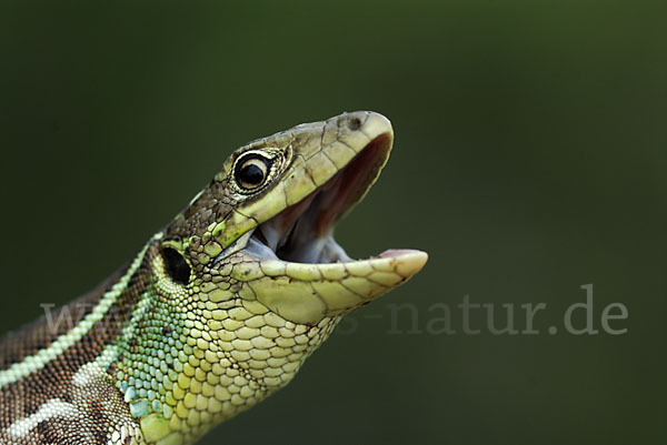 Riesensmaragdeidechse (Lacerta trilineata)