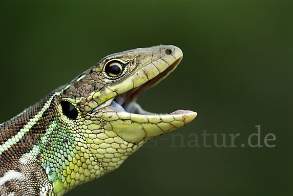 Riesensmaragdeidechse (Lacerta trilineata)