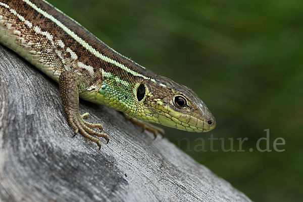 Riesensmaragdeidechse (Lacerta trilineata)