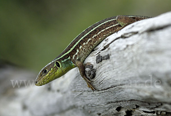 Riesensmaragdeidechse (Lacerta trilineata)