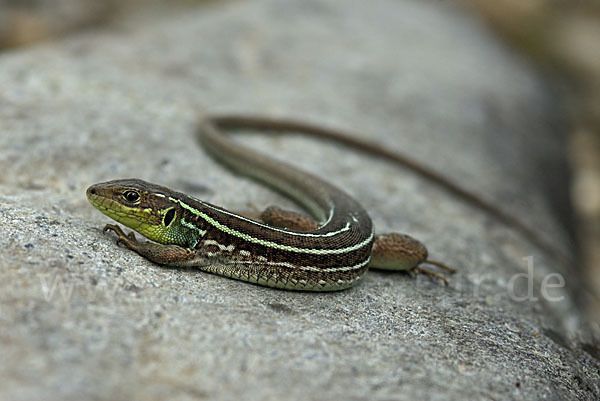 Riesensmaragdeidechse (Lacerta trilineata)