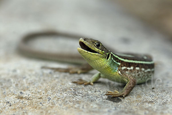 Riesensmaragdeidechse (Lacerta trilineata)