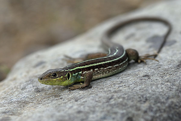 Riesensmaragdeidechse (Lacerta trilineata)