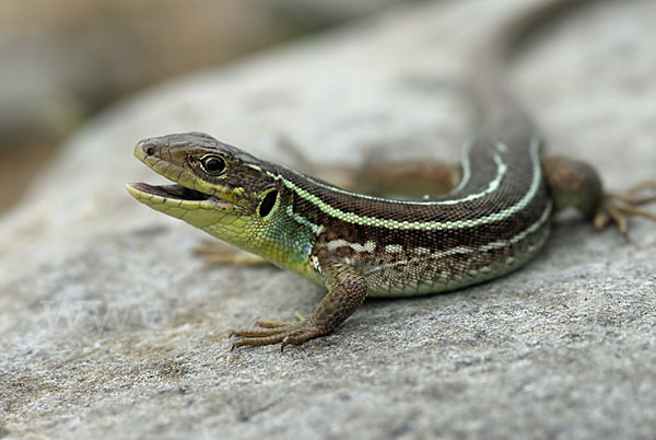 Riesensmaragdeidechse (Lacerta trilineata)