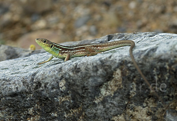 Riesensmaragdeidechse (Lacerta trilineata)