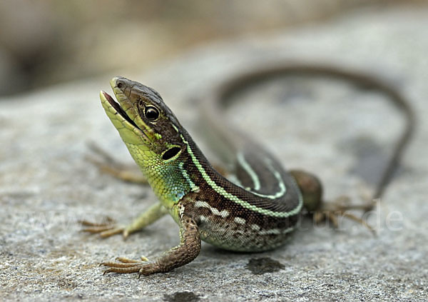 Riesensmaragdeidechse (Lacerta trilineata)