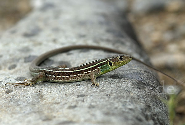 Riesensmaragdeidechse (Lacerta trilineata)