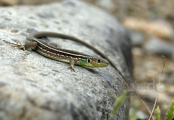 Riesensmaragdeidechse (Lacerta trilineata)