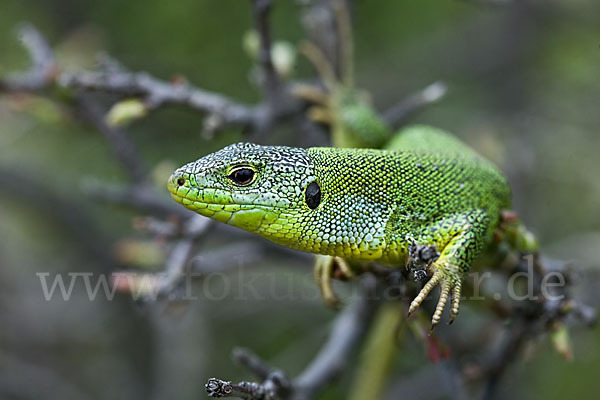 Riesensmaragdeidechse (Lacerta trilineata)