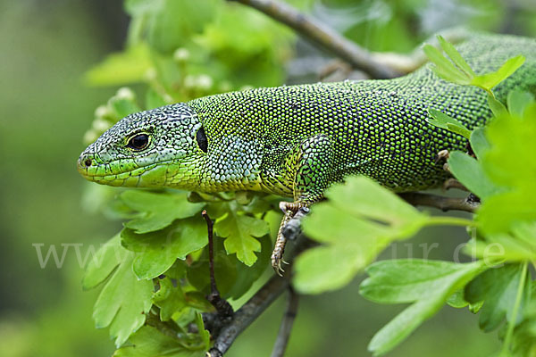 Riesensmaragdeidechse (Lacerta trilineata)